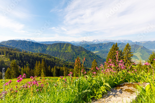 alpine flowers with beautiful view to bavarian Mountains, near Mountain Hochgern photo