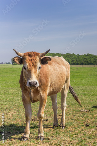 Limousin cow in the landscape of Texel island, The Netherlands