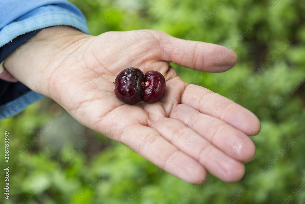 Cherries Cherries