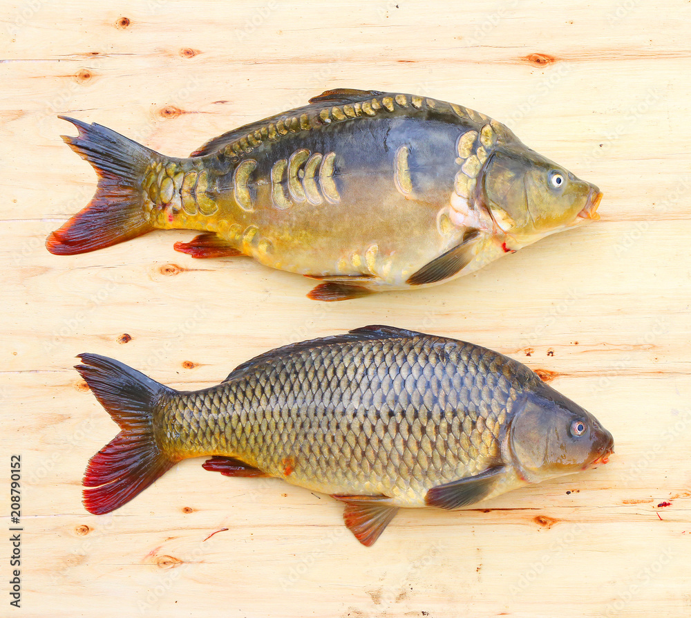 Fototapeta premium Traditional food for christmas table in Czech Republic and Poland. The Common Carp - Cyprinus Carpio. Fishing catch.