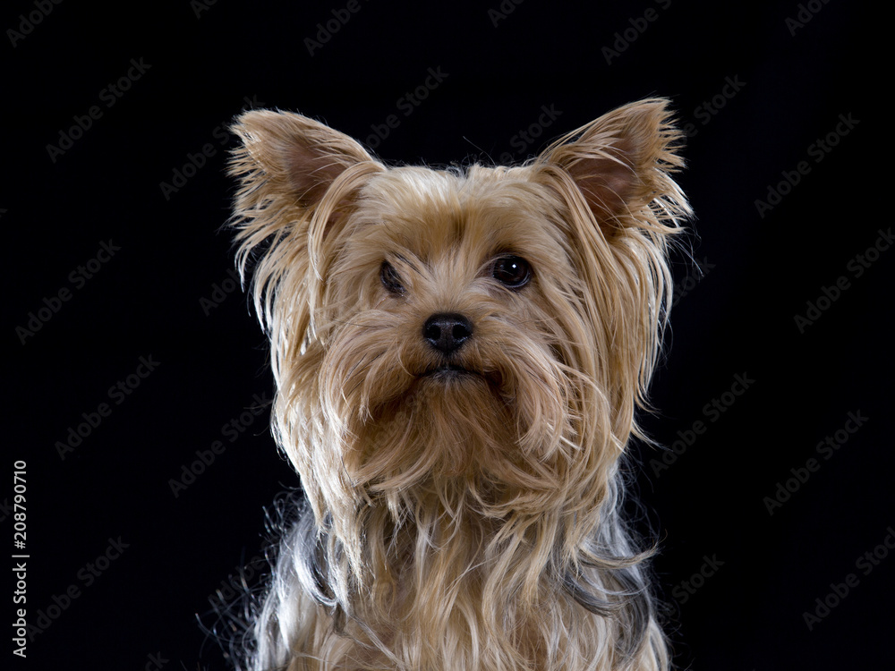 Yorkshire terrier dog portrait, isolated on black.