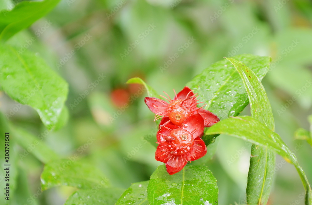 red Micky mouse plant flower with drop of water blooming on branch in garden red Micky mouse plant flower with drop of water blooming on branch in garden
