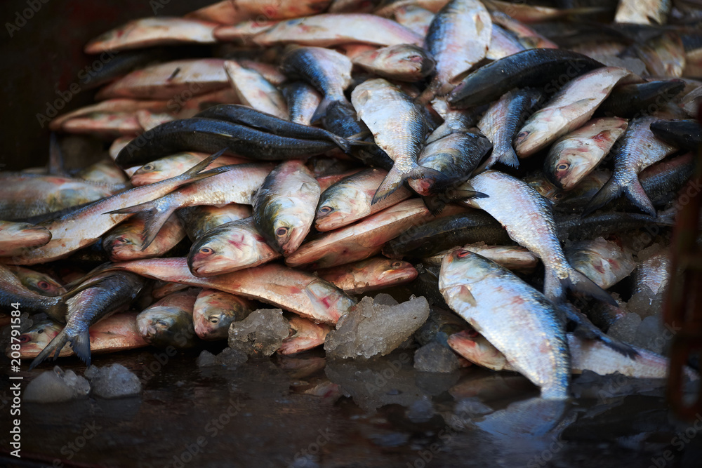 Small sea fish on the floor with ice