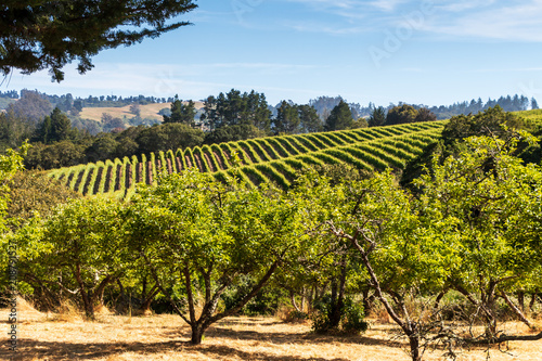 Landscape of fruit trees in the foreground and vineyards in the background. The is branch of a dark tree hanging down on the upper left side. A blue sky with clouds are in the background.