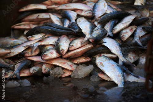 Small sea fish on the floor with ice