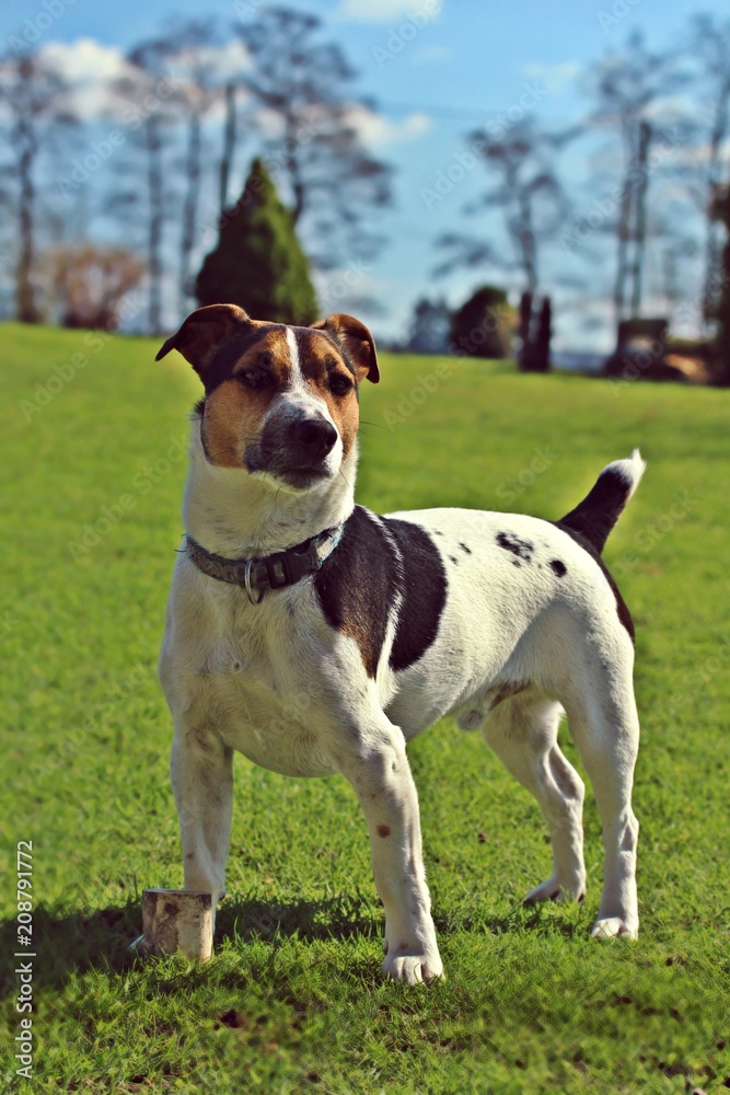 Jack russel