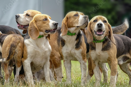 Fototapeta Naklejka Na Ścianę i Meble -  meute de beagles