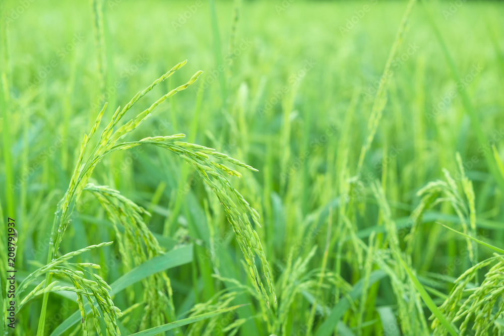 rice plants in paddy field rice plants in paddy field