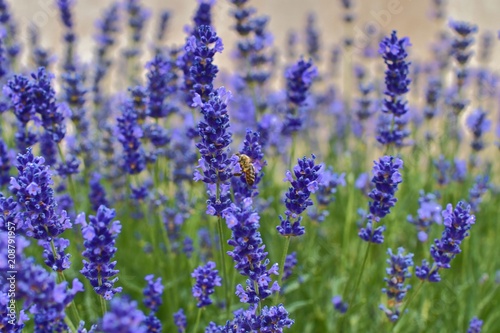 Tenderness of lavender fields. Lavenders background. Soft focus. Bee on lavender. Selective focus. 