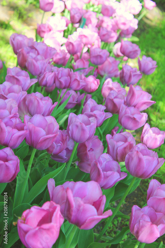 Fototapeta Naklejka Na Ścianę i Meble -  Vibrant Purple Tulips Blooms in Spring Garden, Close Up View. Fresh Tulip Flowers Arranged in Flower Bed, Nature Background of Spring Tulips on Sunny Day. Floral Outdoor Garden Field at the Park 