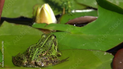 European green frog seen from the back sitting on a water lily leaf and jumps when an insect flies by