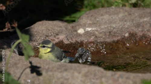 Cute juvenile blue bird enjoys bathing in a small birdbath with fountain 