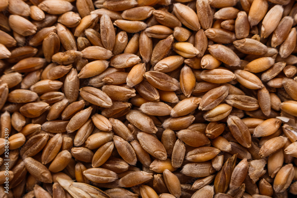 spelt seeds on a dark stone background spelt seeds on a dark stone background