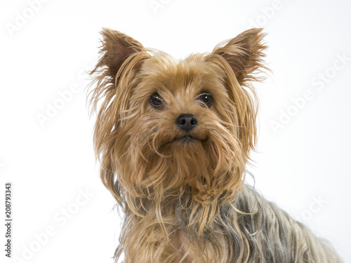Yorkshire terrier puppy isolated on white. Image taken in a studio.