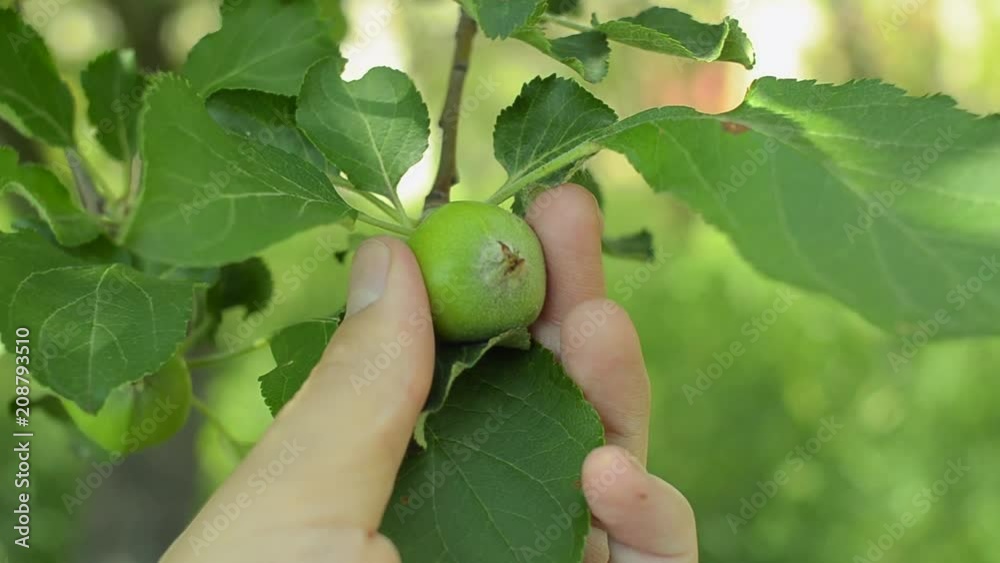 Male hand checking unripe apple in an orchard. Male hand checking unripe apple in an orchard.