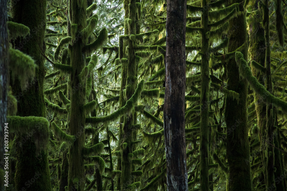 Naklejka premium Mossy Trees