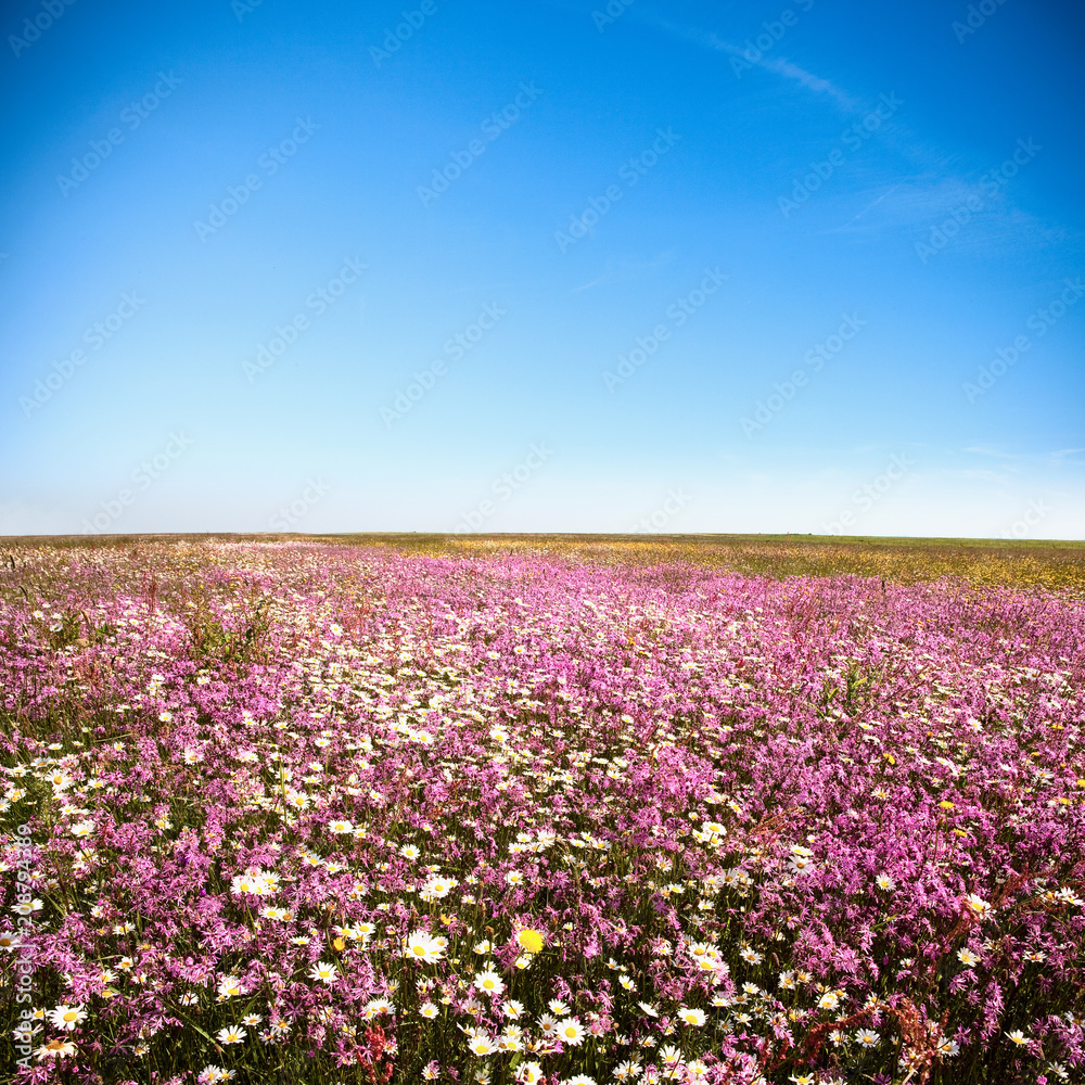 Champ de fleurs au printemps