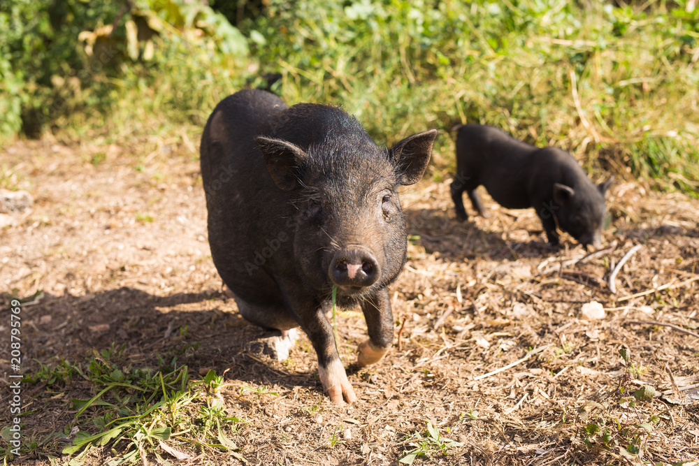 Wild black boar or pig walking on meadow. Wildlife in natural habitat Wild black boar or pig walking on meadow. Wildlife in natural habitat