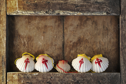 Compostela pilgrim scallops in wood background