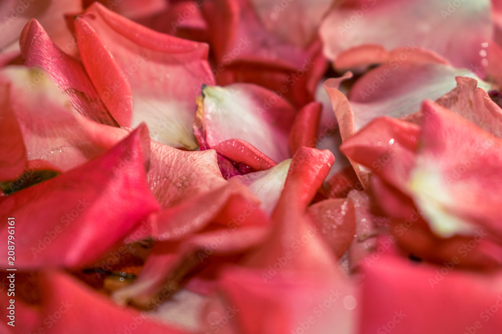 Photo of rose petals. Photo of rose petals.