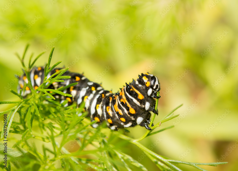 Fourth instar Black swallowtail butterfly caterpillar eating Dog Fennel in spring