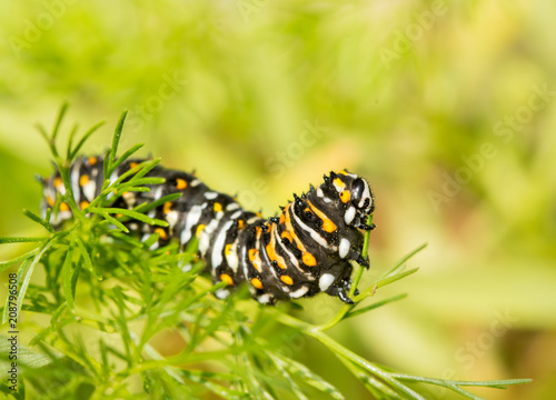 Fourth instar Black swallowtail butterfly caterpillar eating Dog Fennel in spring © pimmimemom