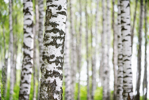 Fototapeta Naklejka Na Ścianę i Meble -  summer in sunny birch forest
