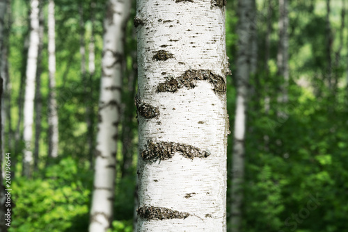 summer in sunny birch forest