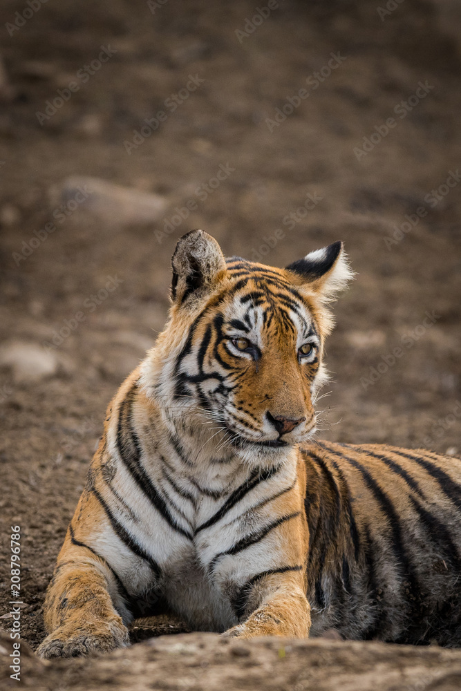 A tigress resting after having the sambar deer kill at Ranthmbore National Park A tigress resting after having the sambar deer kill at Ranthmbore National Park