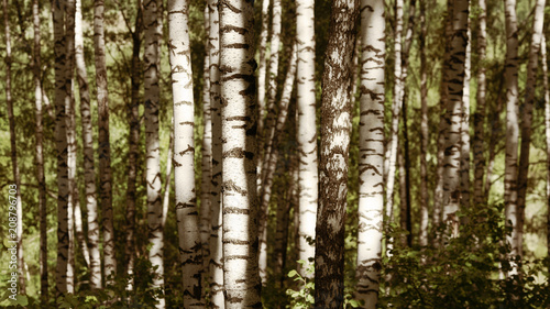 summer in sunny birch forest