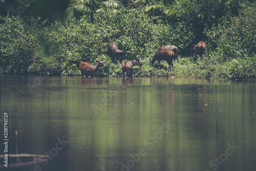 Sambar deers in Khao Yai na...