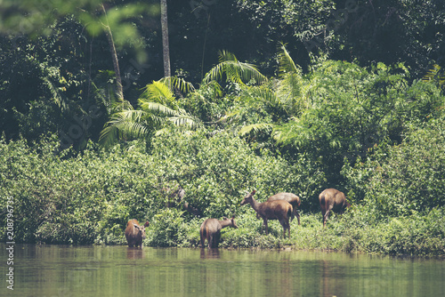 Sambar deers in Khao Yai na...
