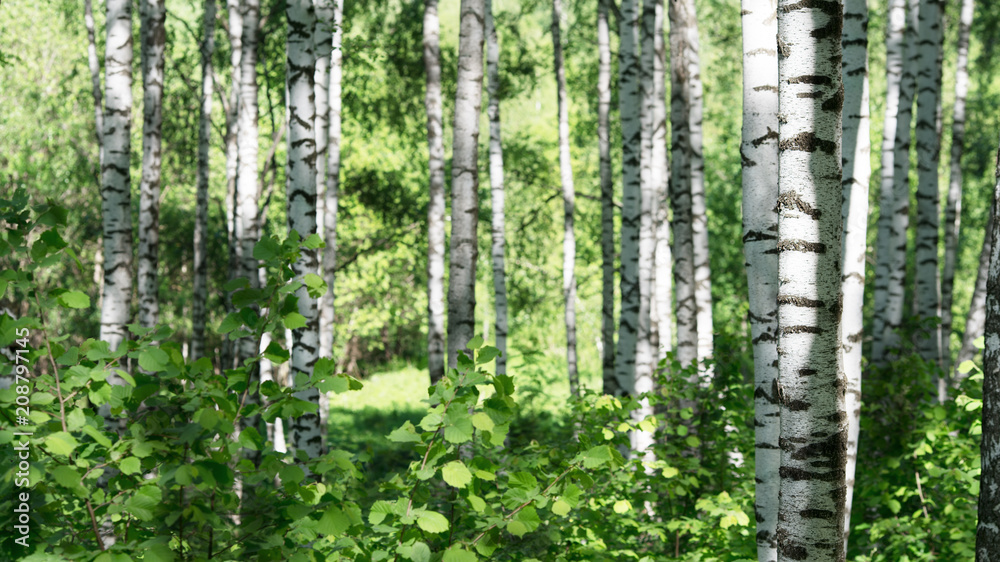 Obraz premium summer in sunny birch forest