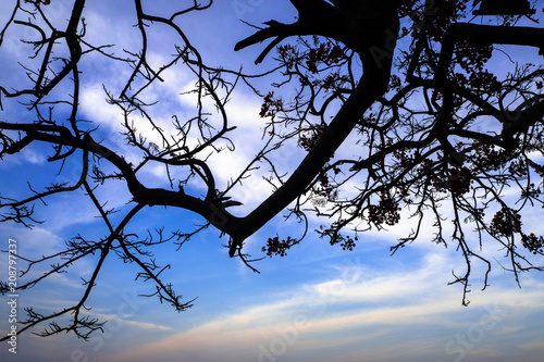 Dry branch with blue sky and copy space  silhouette style