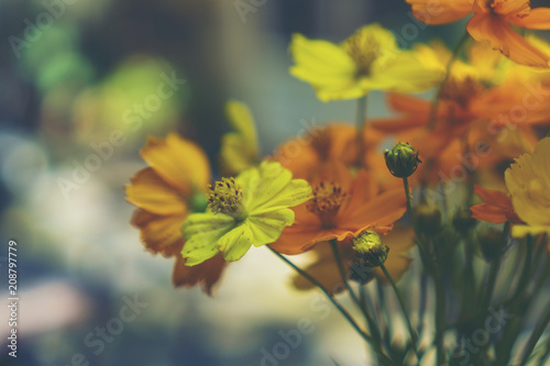 colorful flower on outdoor ...