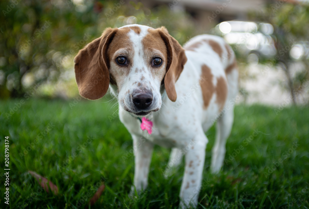 Brown and white beagle dog standing outside on a lawn.