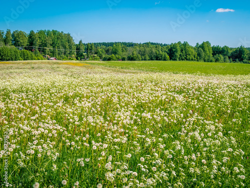 Summer field in Sweden. Dry or white dandelion flowers.