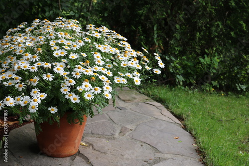 Fototapeta Naklejka Na Ścianę i Meble -  Blumentopf mit Margeriten im Vorgarten