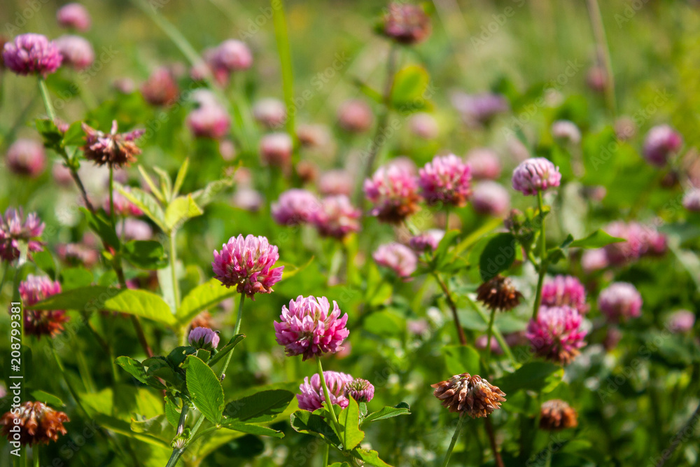 Pink clover flowers in the field. Summer Flower Background.