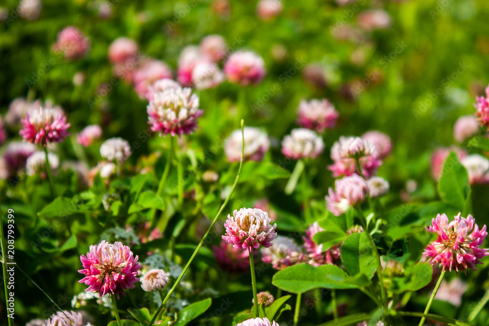 Pink clover flowers in the field. Summer Flower Background. Pink clover flowers in the field. Summer Flower Background.