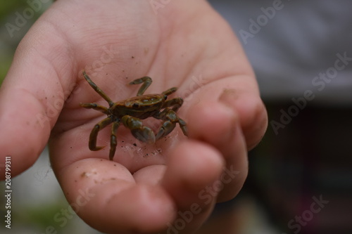 Little crab in child's hand