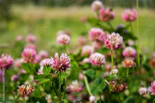 Pink clover flowers in the field. Summer Flower Background.