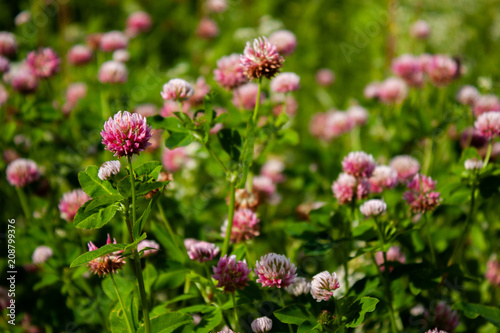 Pink clover flowers in the field. Summer Flower Background. © Kulbabka