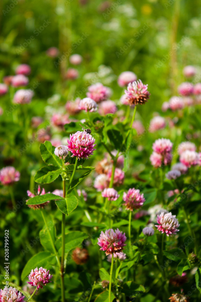 Pink clover flowers in the field. Summer Flower Background. Pink clover flowers in the field. Summer Flower Background.