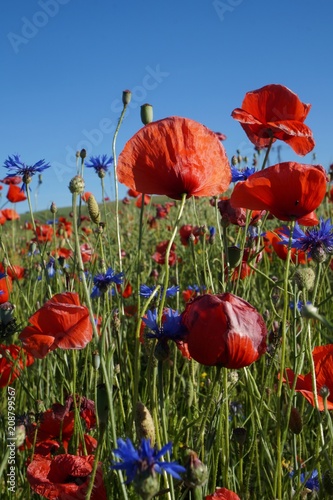 Fototapeta Naklejka Na Ścianę i Meble -  Maki  ,maki i chabry ,maki i chabry w pogodny dzień ,wiosna na polu