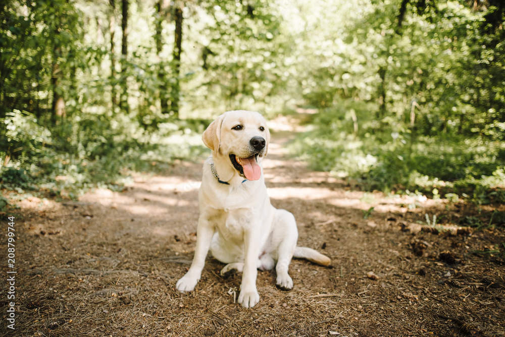  labrador retriever on green grass lawn