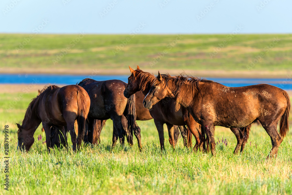 Wild horses graze in the sunlit meadow Wild horses graze in the sunlit meadow