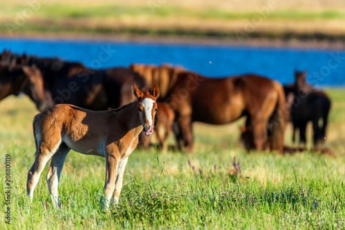 Foal and wild horses graze in the sunlit meadow © Yakov