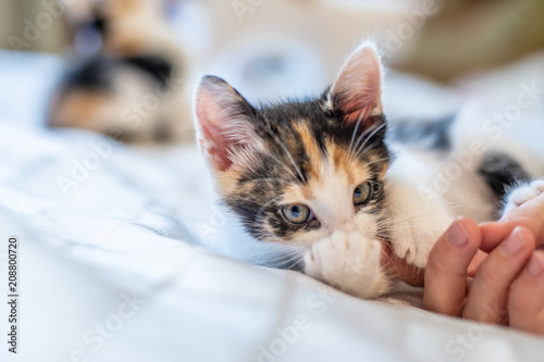 Fototapeta Naklejka Na Ścianę i Meble -  Little funny kitten at home.
