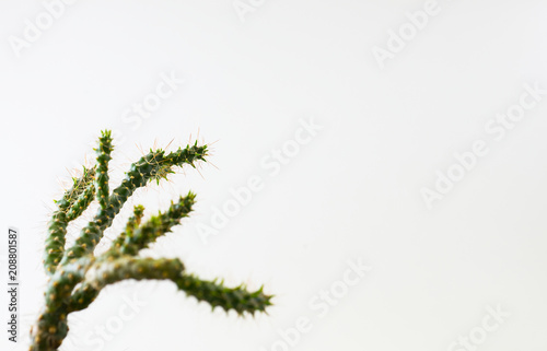 Thorns and cactus branches on a white background with space